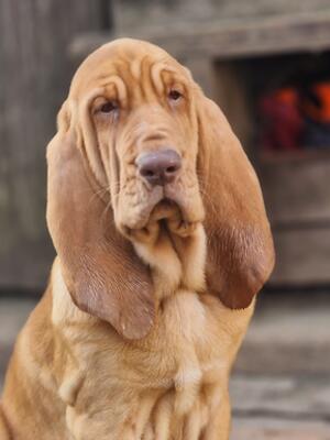 Beautiful temperament red boy