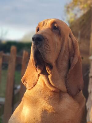 Black and Tan Bloodhound