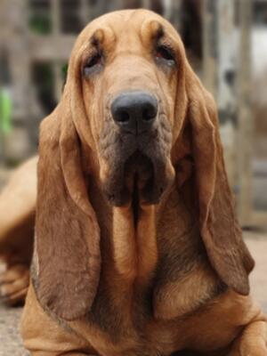 Houndseeker Bewitched