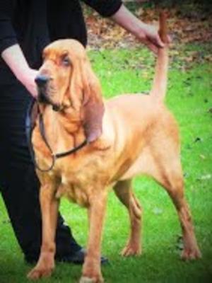 Winning Reserve Best In Show