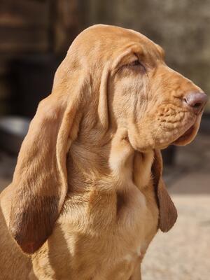 Beautiful temperament, lovely red boy