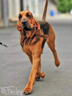 Ch Captiva Od Hadiho Potoka at Houndseeker