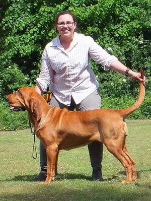 Bloodhound Best In Show