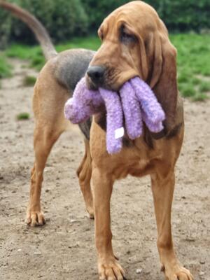 Raven loves her toys