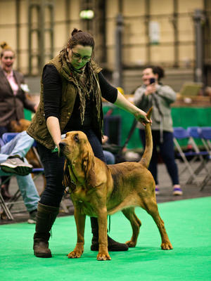 Winning the Bitch Challenge Certificate at Crufts