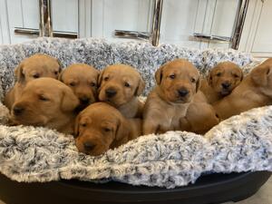 Pups at almost 4 weeks