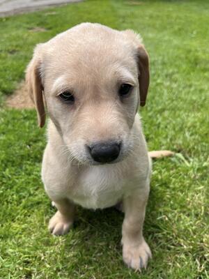 Pup available