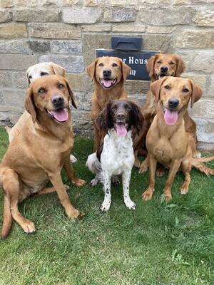 Mordonmanor Labs, Spaniel & Retriever