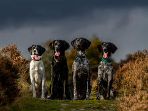 Lily, Dill, Mozi & Raven