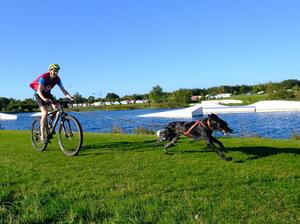 Dill - Bikejoring