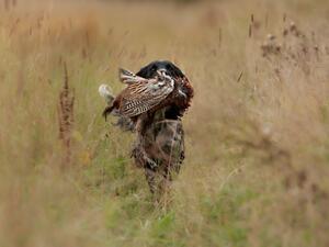 Raven retrieving a pheasant