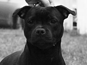 Lawstaff Delilah for Tillcarr