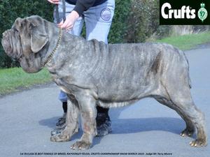 RAYVONLEY FELISA BEST BITCH CRUFTS 2016