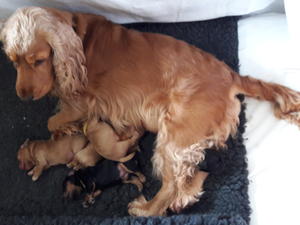 Second litter