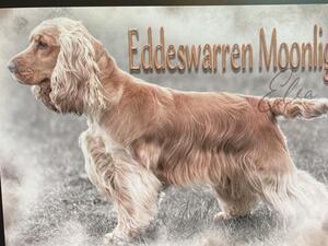 Eddeswarren Moonlight aka Elsa