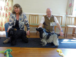 Devon and Cornwall Cocker Club- BPIS May 2019