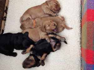 New litter born 30/06/2017. I am keeping a girl