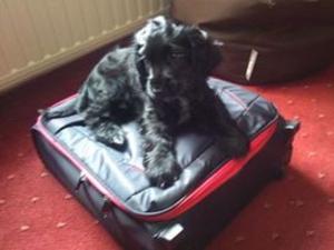 Sir Dagonet (Jester) at 10 weeks