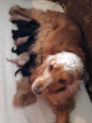 Goldies 3rd litter