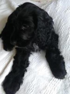 Sir Dagonet (Jester) at 10 weeks
