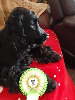Temptress, BPIB Exeter Open Show March 2019