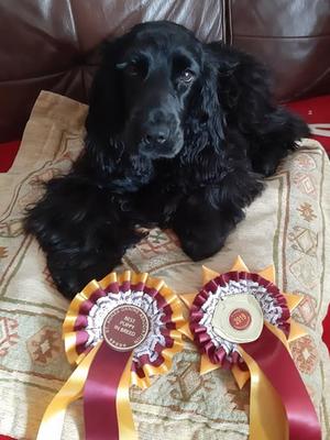 Temptress, BPIB/RES BPIG St Agnes open show 2019