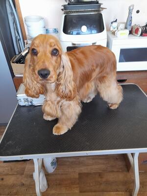 EDDESWARREN MOONLIGHT