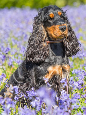 Nutmeg at about 23 months
