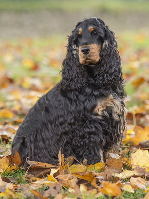 Nutmeg at about 28 months