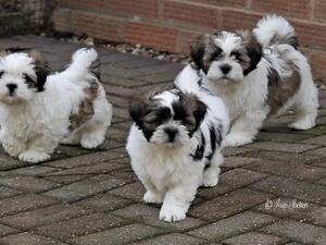 Puppies - 8 weeks old