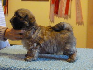 Pup 2 at 7 weeks