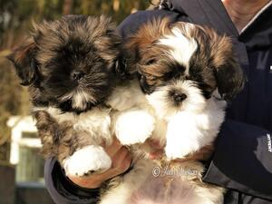 2 boys