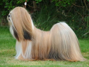 Ch Jalus Lady Layla
