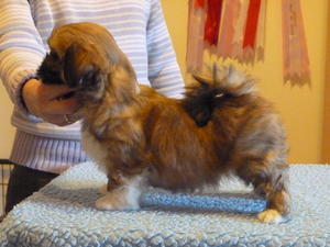 Pup at 7 weeks