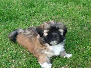 Polly the Pup
