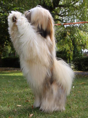 I can nearly reach the treat