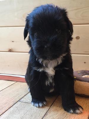 siddhartha tibetan terriers