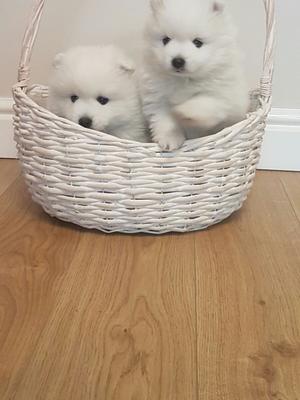 Pups from previous litter