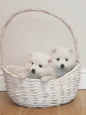 Girl pups at 5 weeks
