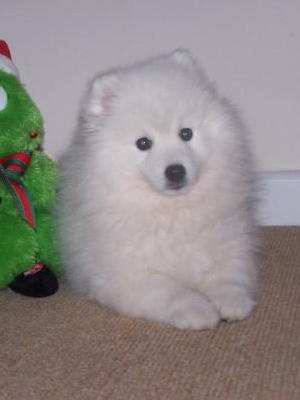 DEXTER AT 8 WEEKS