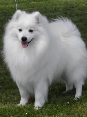 DEXTER AT 20 MONTHS WINNING DOG CC