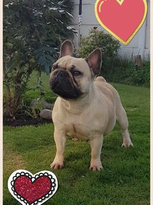 The gorgeous lexi