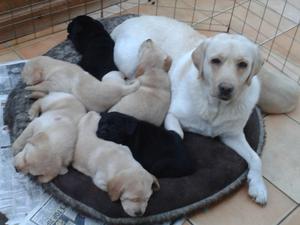 Maisie with her pups