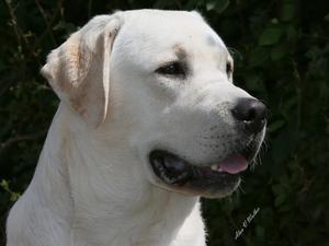 Stunning sire Sully
