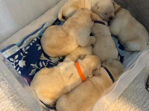 Our little bundles of sleeping heaven