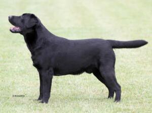 Sire - the stunning Eric
