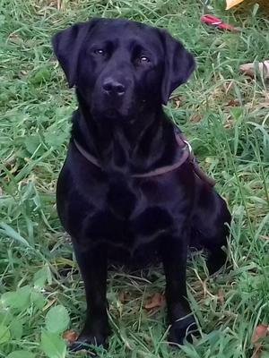 Dam - our gorgeous Josie