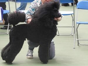 Champion Darbia Wonder of You - Sire