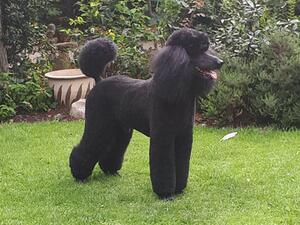 Champion Darbia Wonder of You - Sire