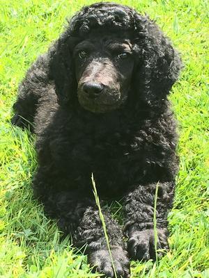 4 weeks old